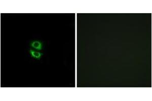Immunofluorescence (IF) image for anti-Ribosomal Protein L39 (RPL39) (AA 1-50) antibody (ABIN2890079) (RPL39 Antikörper  (AA 1-50))