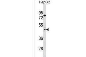 TAS2R41 Antibody (N-term) (ABIN1539014 and ABIN2850292) western blot analysis in HepG2 cell line lysates (35 μg/lane). (TAS2R41 Antikörper  (N-Term))