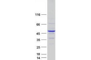 Western Blotting (WB) image for DnaJ (Hsp40) Homolog, Subfamily B, Member 2 (DNAJB2) (Transcript Variant 2) protein (Myc-DYKDDDDK Tag) (ABIN2719590)