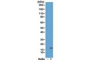 Western blot of acid extracts from HeLa cells untreated (-) or treated (+) with sodium butyrate using recombinant H3K18ac antibody at 0. (Rekombinanter Histone 3 Antikörper  (acLys18))