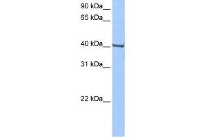 WB Suggested Anti-GBX-1 Antibody Titration:  0. (GBX1 Antikörper  (Middle Region))