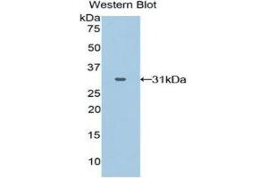 Western Blotting (WB) image for anti-GRB2-Related Adaptor Protein 2 (GRAP2) (AA 15-247) antibody (ABIN3202796) (GRAP2 Antikörper  (AA 15-247))