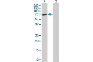Western Blot analysis of ALPPL2 expression in transfected 293T cell line by ALPPL2 MaxPab polyclonal antibody.