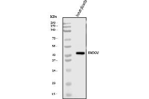 Western blot analysis of PP11/ENDOU using anti-PP11/ENDOU antibody (ABIN7600552).