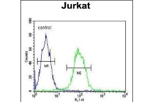 T150A Antibody (Center) (ABIN653313 and ABIN2842808) flow cytometric analysis of Jurkat cells (right histogram) compared to a negative control cell (left histogram). (TMEM150A Antikörper  (AA 81-108))