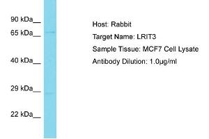 Host: Rabbit Target Name: LRIT3 Sample Tissue: Human MCF7 Whole Cell Antibody Dilution: 1ug/ml (LRIT3 Antikörper  (Middle Region))