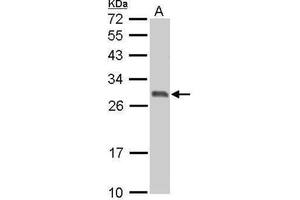 14-3-3 sigma/SFN Antikörper  (C-Term)