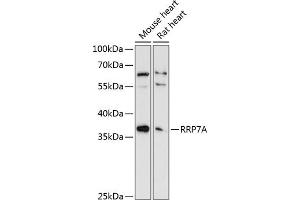Western blot analysis of extracts of various cell lines, using RRP7A antibody (ABIN6133010, ABIN6147275, ABIN6147276 and ABIN6225048) at 1:3000 dilution. (RRP7A Antikörper  (AA 1-280))