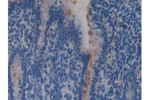 IHC-P analysis of Rat Intestine Tissue, with DAB staining. (REG4 Antikörper  (AA 45-151))