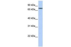 Image no. 1 for anti-Tripartite Motif Containing 29 (TRIM29) (N-Term) antibody (ABIN6740567) (TRIM29 Antikörper  (N-Term))