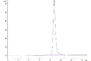 Size-exclusion chromatography-High Pressure Liquid Chromatography (SEC-HPLC) image for Glycoprotein A33 (Transmembrane) (GPA33) (AA 22-235) protein (His tag) (ABIN7274769)
