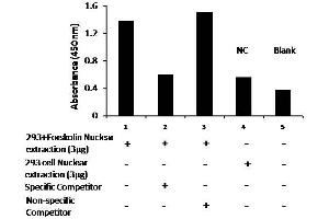 Transcription factor activity assay of pCREB from nuclear extracts of HEK293 cells or 293 cells treated with Forskolin (10μM) for 4 hr with the specific competitor or non-specific competitor.