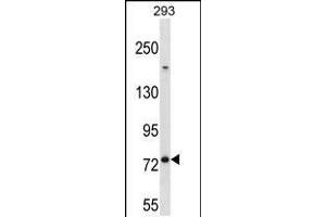 Western blot analysis in 293 cell line lysates (35ug/lane). (MED16 Antikörper  (AA 253-281))