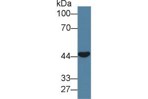 Western blot analysis of Pig Skeletal muscle lysate, using Human CLEC11A Antibody (1 µg/ml) and HRP-conjugated Goat Anti-Rabbit antibody ( (CLEC11A Antikörper  (AA 22-323))