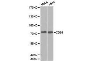 Western Blotting (WB) image for anti-Complement Decay-Accelerating Factor (CD55) antibody (ABIN1871642) (CD55 Antikörper)