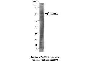 Image no. 1 for anti-Low Density Lipoprotein Receptor-Related Protein 8, Apolipoprotein E Receptor (LRP8) (C-Term) antibody (ABIN363503) (LRP8 Antikörper  (C-Term))