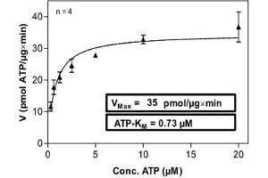 Image no. 1 for Neurotrophic tyrosine Kinase, Receptor, Type 3 (NTRK3) (AA 510-825) (Active) protein (His-GST) (ABIN5569488) (NTRK3 Protein (AA 510-825) (His-GST))
