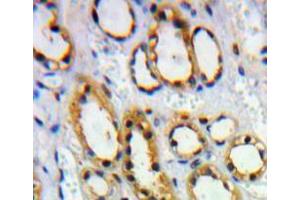Used in DAB staining on fromalin fixed paraffin- embedded Kidney tissue (HVEM Antikörper  (AA 41-209))