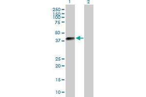 Western Blot analysis of DLK2 expression in transfected 293T cell line by DLK2 MaxPab polyclonal antibody. (DLK2 Antikörper  (AA 1-383))
