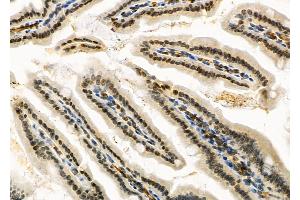 ABIN6264528 and ABIN6266732 at 1/100 staining Mouse colorectal tissue by IHC-P. (PTTG1 Antikörper  (Internal Region))
