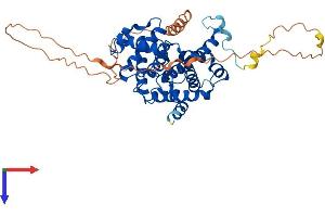 Cyclin B1 Protein (CCNB1) (AA 1-430) (His tag)