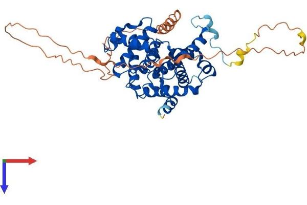 Cyclin B1 Protein (CCNB1) (AA 1-430) (His tag)