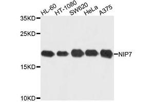 Western blot analysis of extracts of various cell lines, using NIP7 antibody. (NIP7 Antikörper  (AA 1-180))