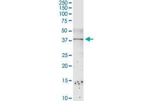 Western Blotting (WB) image for anti-Cold Shock Domain Protein A (CSDA) (AA 1-372) antibody (ABIN521976)