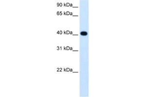 Western Blotting (WB) image for anti-Alcohol Dehydrogenase 4 (Class II), pi Polypeptide (ADH4) antibody (ABIN2462715) (ADH4 Antikörper)