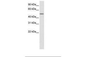Image no. 1 for anti-Zinc Finger Protein 823 (ZNF823) (AA 422-471) antibody (ABIN6736099) (ZNF823 Antikörper  (AA 422-471))