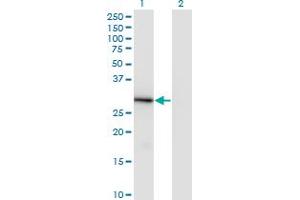 FAIM2 antibody  (AA 1-316)