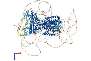 DISP1 Protein (AA 1-1521) (His tag)
