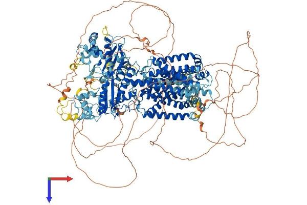 DISP1 Protein (AA 1-1521) (His tag)