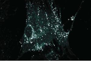 Immunofluorescence staining on WI38 cells (human lung). (Connexin 43/GJA1 Antikörper  (AA 252-270))