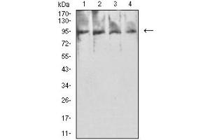 Western blot analysis using PSMA mouse mAb against Hela (1), MCF-7 (2), HCT116 (3), and GC-7901 (4) cell lysate.