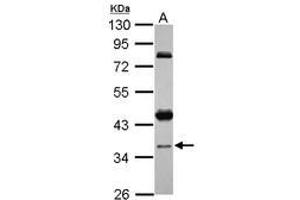 Image no. 1 for anti-Coiled-Coil Domain Containing 94 (CCDC94) (AA 103-323) antibody (ABIN1497125) (CCDC94 Antikörper  (AA 103-323))