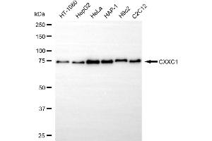 Western blotting analysis using CXXC1 antibody (ABIN7798184). (Rekombinanter CXXC1 Antikörper)