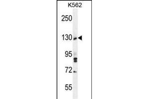 TTBK2 Antibody (N-term) (ABIN656096 and ABIN2845439) western blot analysis in K562 cell line lysates (35 μg/lane). (TTBK2 Antikörper  (N-Term))