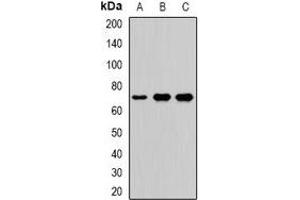 Western blot analysis of LTAP expression in Hela (A), A549 (B), mouse brain (C) whole cell lysates. (VANGL2 Antikörper)