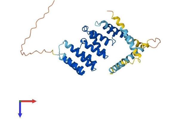 PEX26 Protein (AA 1-305) (His tag)