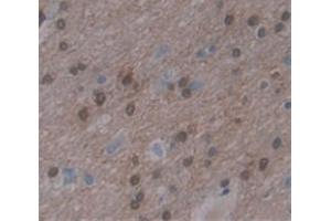IHC-P analysis of Kidney tissue, with DAB staining. (KHDRBS1 Antikörper  (AA 152-381))