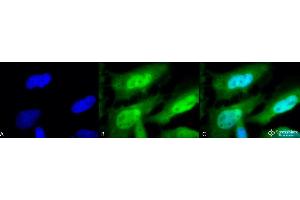 Immunocytochemistry/Immunofluorescence analysis using Rat Anti-HSF1 Monoclonal Antibody, Clone 10H8 . (HSF1 Antikörper  (AA 378-395) (HRP))