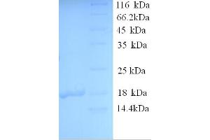 SDS-PAGE (SDS) image for Morf4 Family Associated Protein 1-Like 1 (MRFAP1L1) (AA 1-127), (full length) protein (His tag) (ABIN5713668) (MRFAP1L1 Protein (AA 1-127, full length) (His tag))