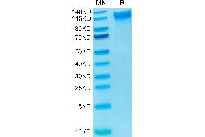 Biotinylated Human P-Selectin on Tris-Bis PAGE under reduced condition. (P-Selectin Protein (His-Avi Tag,Biotin))
