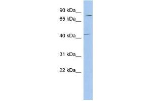 WB Suggested Anti-P2RX7 Antibody Titration: 0. (P2RX7 Antikörper  (Middle Region))