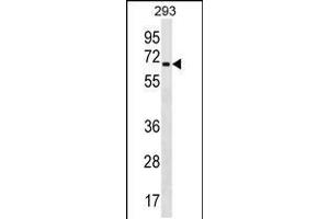 Western blot analysis in 293 cell line lysates (35ug/lane). (ZNF426 Antikörper  (AA 234-260))