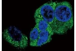 Immunofluorescence (IF) image for anti-Dopamine beta-Hydroxylase (Dopamine beta-Monooxygenase) (DBH) (AA 27-56) antibody (ABIN3030763)
