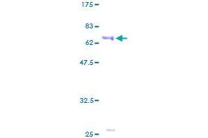 PPM1A Protein (AA 1-382) (GST tag)