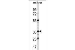 Western blot analysis in mouse liver tissue lysates (35ug/lane). (GYPE Antikörper  (C-Term))
