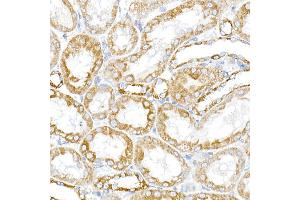 Immunofluorescence analysis of PC-12 cells using RMDN3 Rabbit pAb (ABIN6127274, ABIN6146979, ABIN6146981 and ABIN6221512) at dilution of 1:250 (40x lens). (RMDN3 Antikörper  (AA 171-470))